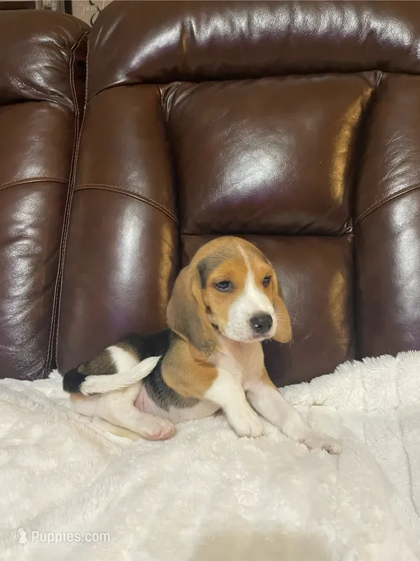 Jimmy – Beagle puppy for sale in George West, TX