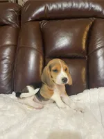 Jimmy, a male Beagle for sale in George West, TX – 1 of 1