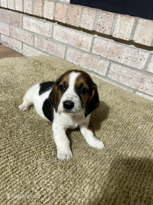 Jimmy – Basset Hound, Beagle puppy for sale in George West, TX