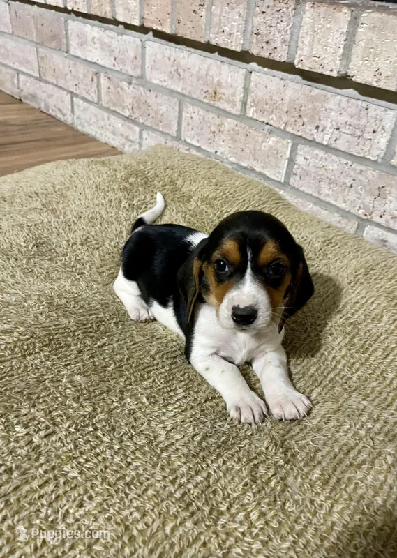 Gypsy  – Basset Hound, Beagle puppy for sale in George West, TX