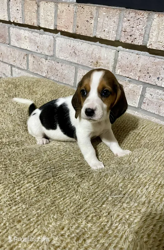 Bella – Basset Hound, Beagle puppy for sale in George West, TX