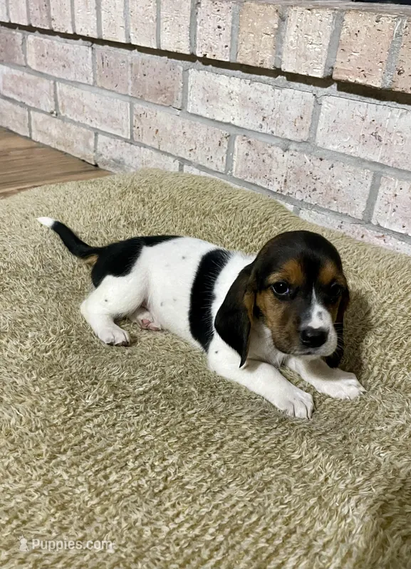 Misty – Basset Hound, Beagle puppy for sale in George West, TX