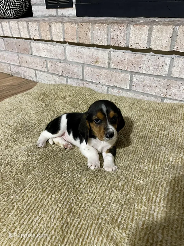 Tommy – Basset Hound, Beagle puppy for sale in George West, TX