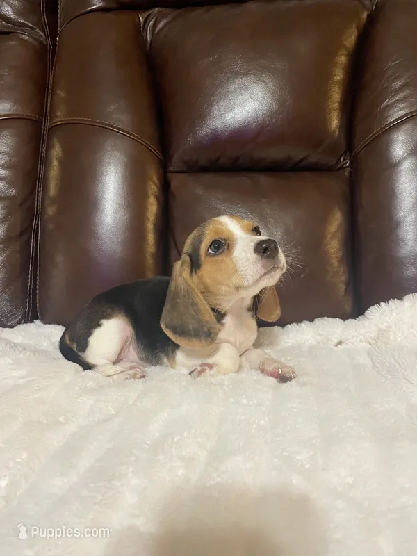 Scooter – Beagle puppy for sale in George West, TX