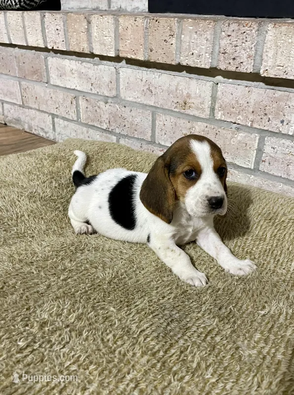 Lexi – Basset Hound, Beagle puppy for sale in George West, TX