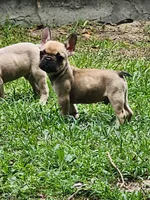 Duke, a male French Bulldog for sale in Tallahassee, FL – Photo 4 of 8