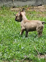 Duke, a male French Bulldog for sale in Tallahassee, FL – Photo 7 of 8