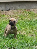 Duke, a male French Bulldog for sale in Tallahassee, FL – Photo 3 of 8