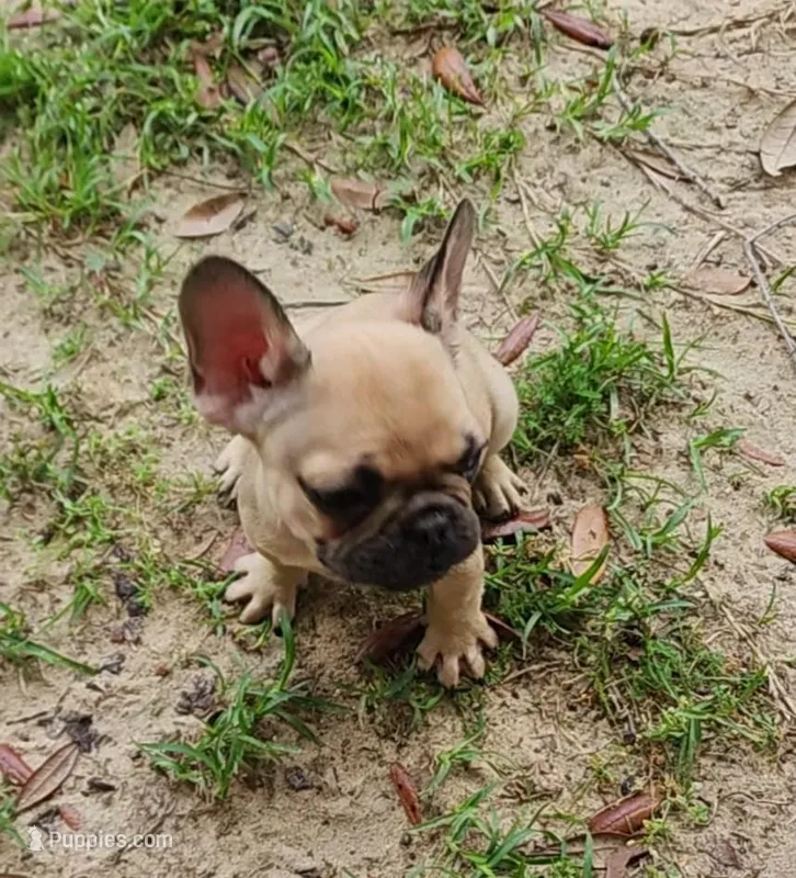 Duke – French Bulldog puppy for sale in Tallahassee, FL