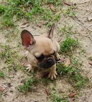 Duke, a male French Bulldog for sale in Tallahassee, FL – Photo 1 of 8