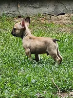 Duke, a male French Bulldog for sale in Tallahassee, FL – Photo 5 of 8