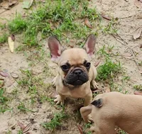 Duke, a male French Bulldog for sale in Tallahassee, FL – Photo 2 of 8
