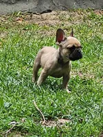 Duke, a male French Bulldog for sale in Tallahassee, FL – Photo 6 of 8
