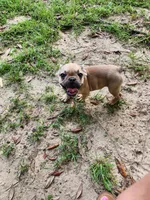 Duke, a male French Bulldog for sale in Tallahassee, FL – Photo 8 of 8