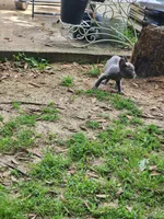 Cookie, a female French Bulldog for sale in Tallahassee, FL – Photo 6 of 6