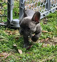 Cookie, a female French Bulldog for sale in Tallahassee, FL – Photo 2 of 6