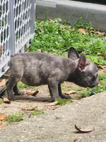 Cookie, a female French Bulldog for sale in Tallahassee, FL – Photo 4 of 6