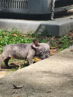 Cookie, a female French Bulldog for sale in Tallahassee, FL – Photo 5 of 6