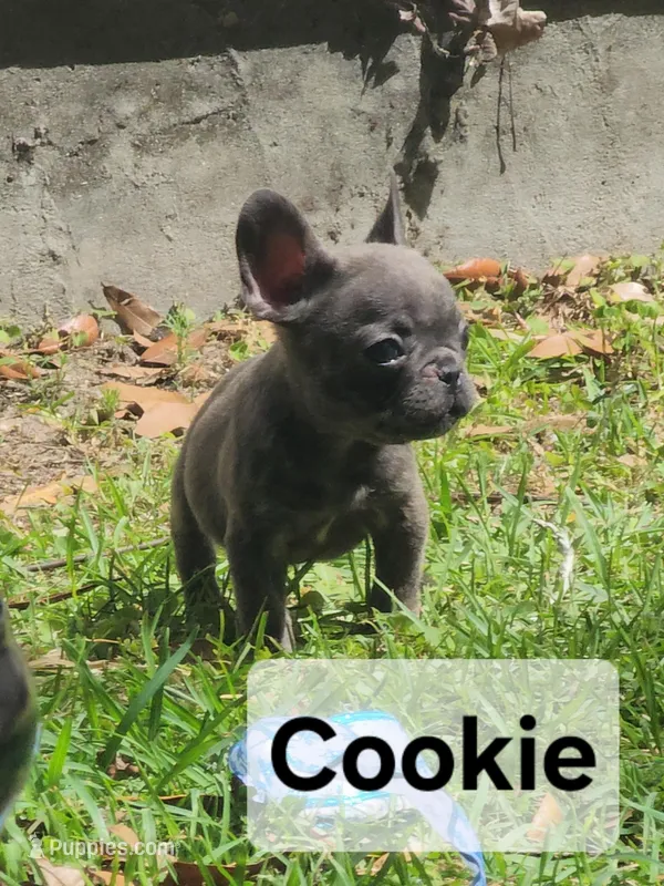 Cookie, a female French Bulldog for sale in Tallahassee, FL – Photo 1 of 6
