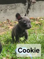 Cookie, a female French Bulldog for sale in Tallahassee, FL – Photo 1 of 6