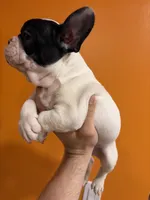 Oreo, a male French Bulldog for sale in Lanham, MD – 4 of 5