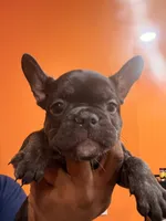 Bruno, a male French Bulldog for sale in Lanham, MD – 3 of 3