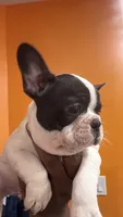 Oreo, a male French Bulldog for sale in Lanham, MD – 2 of 5
