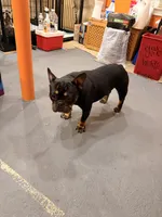 Bruno, a male French Bulldog for sale in Lanham, MD – 2 of 3