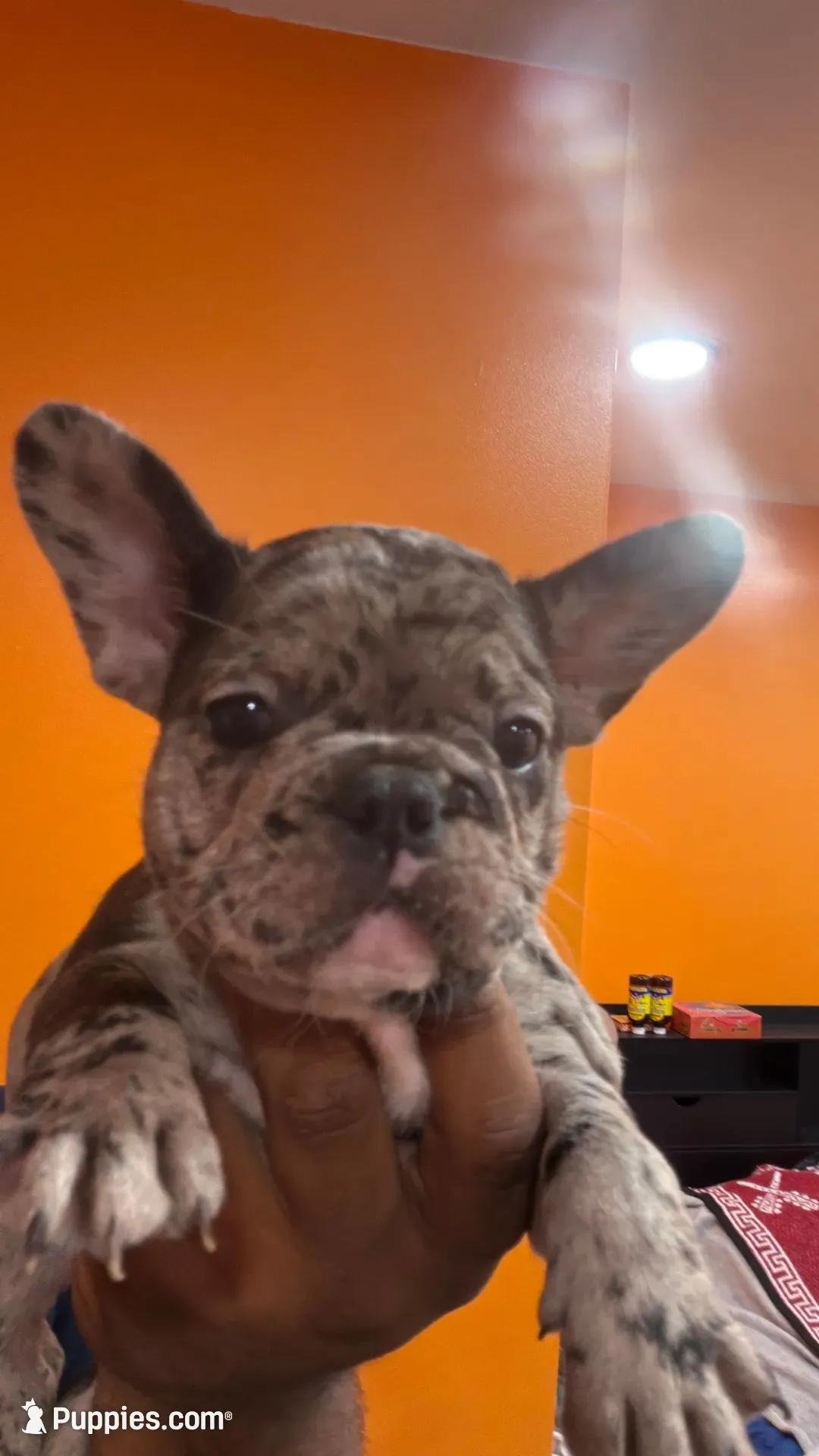 Nasuz, a male French Bulldog for sale in Lanham, MD – 1 of 3