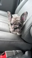 Nasuz, a male French Bulldog for sale in Lanham, MD – 2 of 3