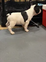 Oreo, a male French Bulldog for sale in Lanham, MD – 3 of 5
