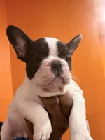 Oreo, a male French Bulldog for sale in Lanham, MD – 1 of 5