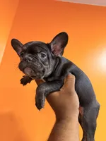Bruno, a male French Bulldog for sale in Lanham, MD – 1 of 3