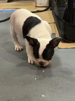 Oreo, a male French Bulldog for sale in Lanham, MD – 5 of 5