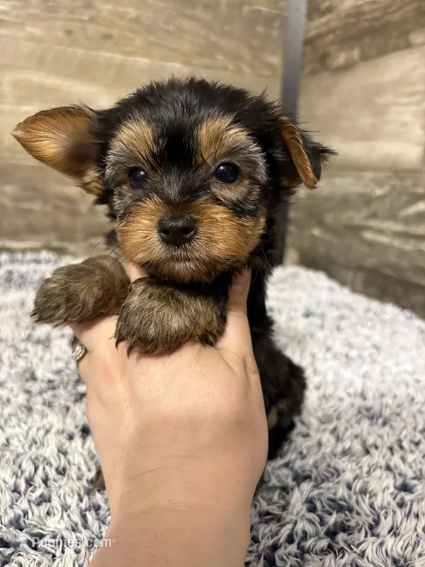 Matthew AKC – Yorkshire Terrier puppy for sale in Hillsdale, MI