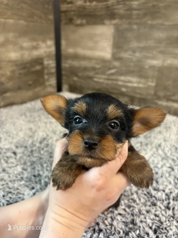 Luke AKC – Yorkshire Terrier puppy for sale in Hillsdale, MI