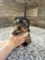 Mark AKC , a male Yorkshire Terrier for sale in Hillsdale, MI – 3 of 4