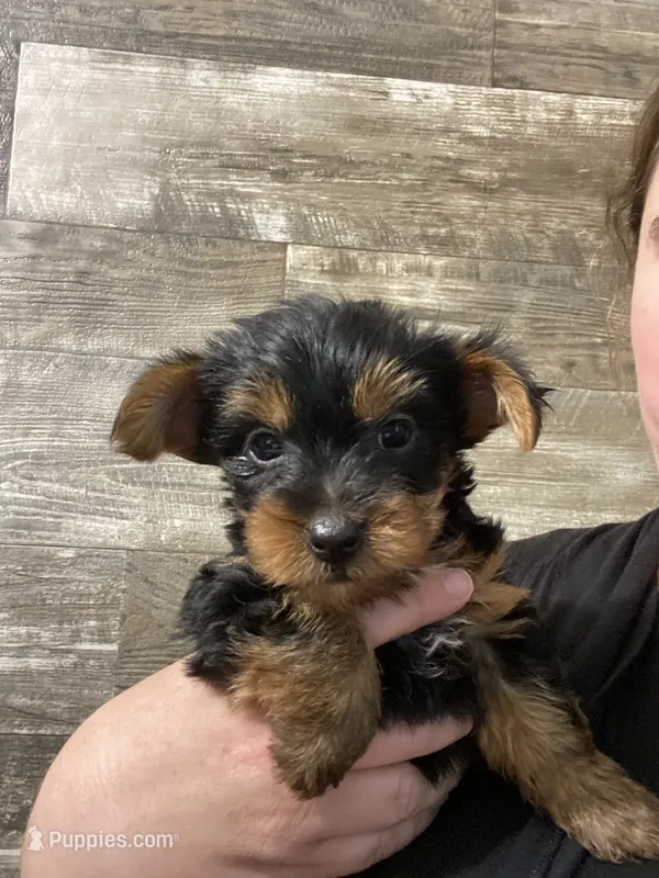 Luke AKC – Yorkshire Terrier puppy for sale in Hillsdale, MI
