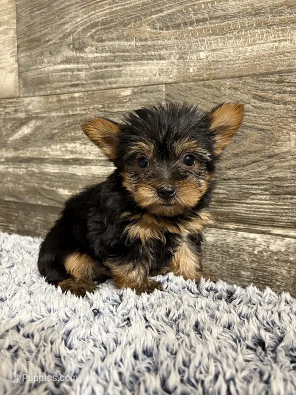 Mark AKC  – Yorkshire Terrier puppy for sale in Hillsdale, MI
