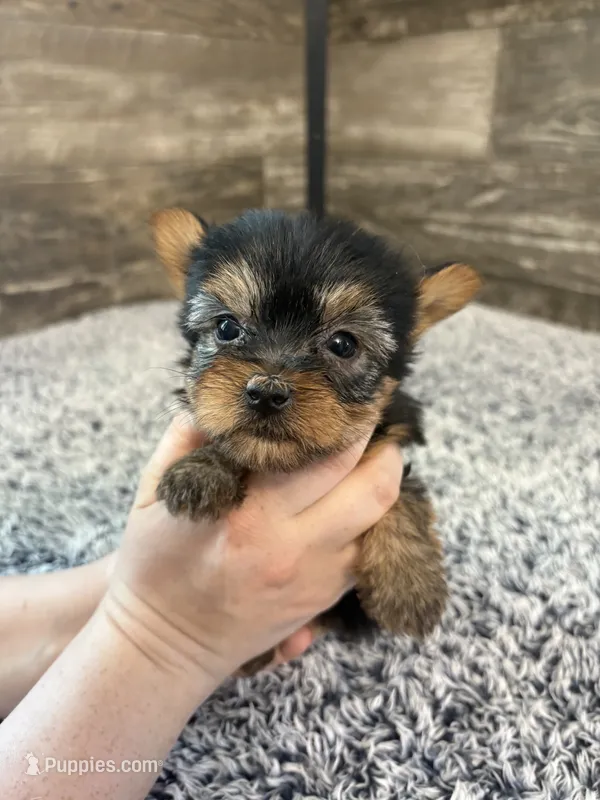 Mark AKC  – Yorkshire Terrier puppy for sale in Hillsdale, MI