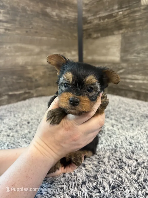 Matthew AKC – Yorkshire Terrier puppy for sale in Hillsdale, MI
