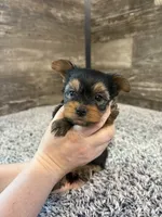 Matthew AKC, a male Yorkshire Terrier for sale in Hillsdale, MI – 1 of 4