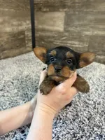 Luke AKC, a male Yorkshire Terrier for sale in Hillsdale, MI – 2 of 3