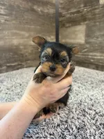 Matthew AKC, a male Yorkshire Terrier for sale in Hillsdale, MI – 2 of 4