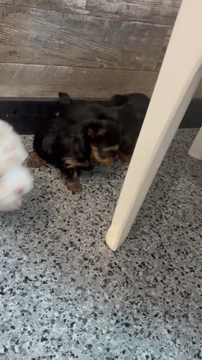 Matthew AKC, a male Yorkshire Terrier for sale in Hillsdale, MI – 4 of 4