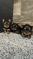 Mark AKC , a male Yorkshire Terrier for sale in Hillsdale, MI – 2 of 4