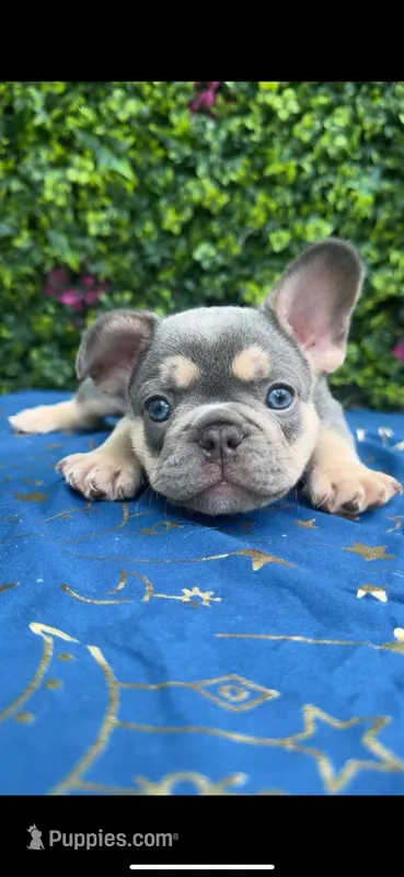French bulldogs – French Bulldog puppy for sale in Elmwood Park, IL