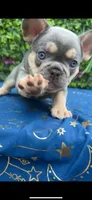 French bulldog puppies , a male French Bulldog for sale in Elmwood Park, IL – 6 of 6