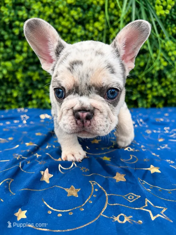French bulldog puppies  – French Bulldog puppy for sale in Elmwood Park, IL