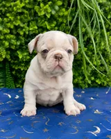 French bulldog puppies , a male French Bulldog for sale in Elmwood Park, IL – 5 of 6